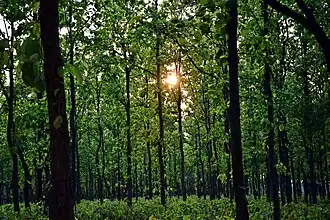 Forest in jharkhand