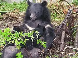 A mother bear nursing her cubs