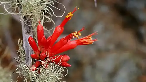 Fouquieria diguetii