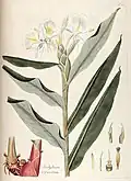 Botanical illustration (Curtis)
