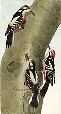 A Great spotted woodpecker on the left with a Middle spotted woodpecker (right) and a Lesser spotted woodpecker