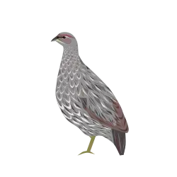 The Djibouti spurfowl