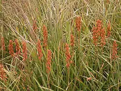 Marsh Narthecia.