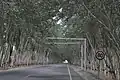 Cruising pleasantly along the tree-lined highway