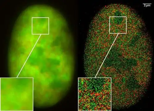 Super-resolution microscopy: Co-localization microscopy (2CLM) with GFP and RFP fusion proteins (nucleus of a bone cancer cell) 120.000 localized molecules in a wide-field area (470&nbsp;μm2) measured with a Vertico-SMI/SPDMphymod microscope