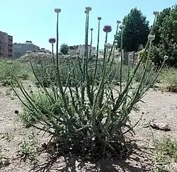 Onopordon leptolepis