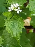 Garlic mustard, Alliaria petiolata, on ramp meadow