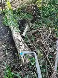 Lodged Birch trunk winched down to earth; gouged furrow shows how far it has been pulled