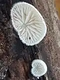 Flat oysterling, Crepidotus cf applanatus