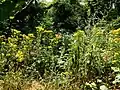 Ragwort, Jacobaea vulgaris, in a clearing made by a fallen birch tree