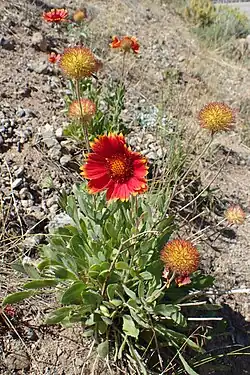 Entire plant