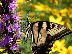 Penn State Schuylkill students and employees maintain a certified pollinator-friendly garden, which boasts native plants to promote pollinator health.