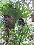 Platycerium superbum at the Royal Botanic Gardens Sydney, Australia