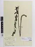 Herbarium specimen