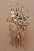 Botanic illustration by Nina Jones, c. 1920