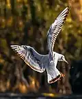 Juvenile in flight; San Carlos de Bariloche, Argentina