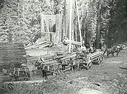 Loading the General Noble into a mule driven wagon.