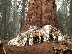 Six firefighters clad in yellow gear place sheets of silver foil around the tree's base, slightly above the height of their heads.