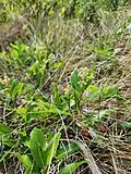 Sprouting buds