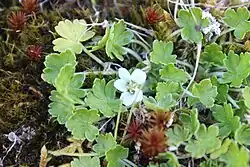 A flowering white plant with green leaves, on some moss