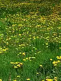 Dandelion Taraxacum lacerum inneruulaq / asorut / seqiniusaq / mælkebøtte Inneruulaq; Asorut; Seqiniusaq, Mælkebøtte