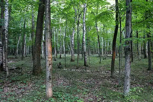 Forest
