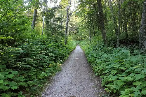 Trail