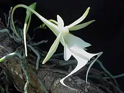 Dendrophylax lindenii