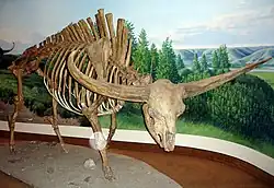 Fossils of the Bison latifrons