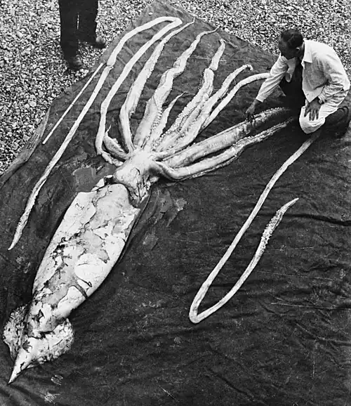 Carcass of a giant squid