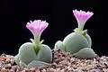 Gibbaeum nebrownii