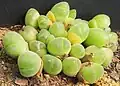 Gibbaeum pilosulum