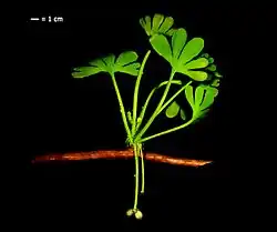 Extinct G.&nbsp;apodes[52]