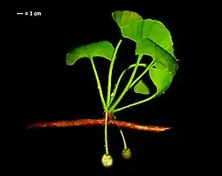 Extinct Ginkgo adiantoides, or possibly a new US taxon, G.&nbsp;cranei[52]