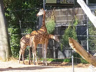 Rothschild's giraffes