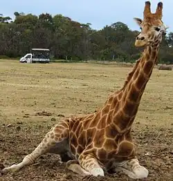 A giraffe rests with a safari truck in the background.