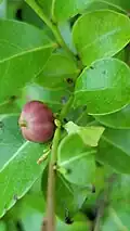 Unripe fruit. Dededo, Guam