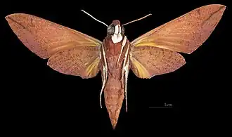 Female ventral