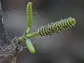 Closeup of pollen-producing parts