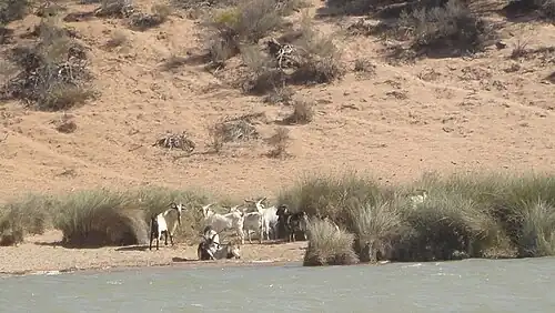 Goats at Murchison House Station