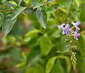 Duranta erecta in Hyderabad, India.