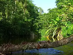 Grande Riviere River