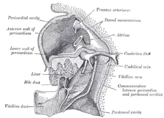 Liver with the septum transversum. Human embryo 3&nbsp;mm. long.
