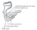 Pancreas of a human embryo of five weeks.