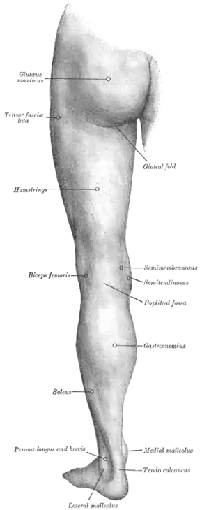 Back of left lower extremity