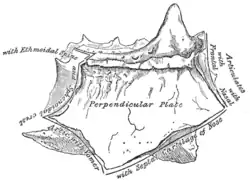Perpendicular plate of ethmoid.