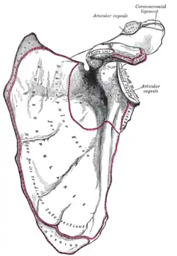 Left scapula. Anterior view. Acromion labeled at top right.