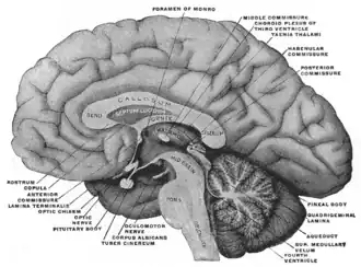 Mesal aspect of a brain sectioned in the median sagittal plane.