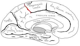 Marginal branch of cingulate sulcus.