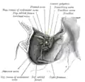 Dissection showing origins of right ocular muscles, and nerves entering by the superior orbital fissure.